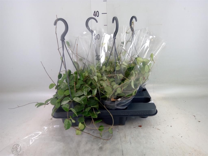 <h4>Hoya  'Mathilde'</h4>