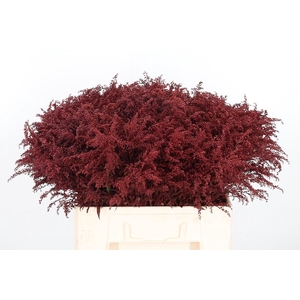 Solidago Kl Bh Bordeaux