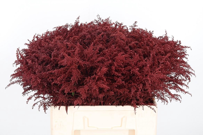 <h4>Solidago Kl Bh Bordeaux</h4>