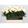 Paeonia Madame Claude Tain