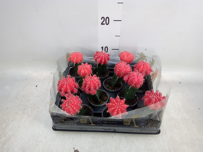 <h4>Gymnocalycium mihanov.   ...</h4>