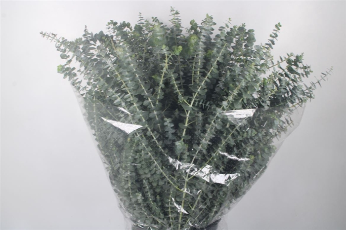 <h4>Euc Baby Blue Per Bunch 200 Gram Juvenile</h4>