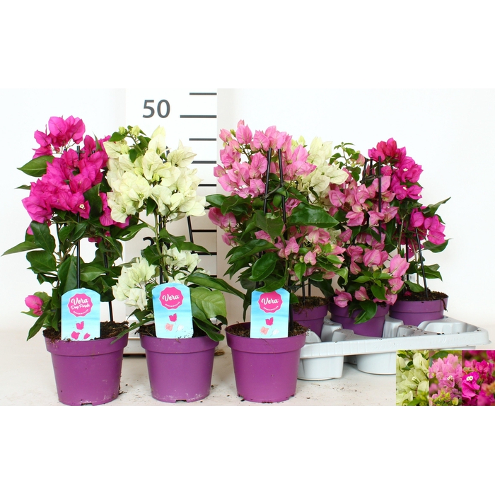 <h4>BOUGAINV OV</h4>