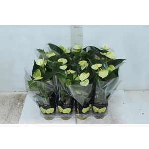 ANTHURIUM VANILLA P09 PREMIUM