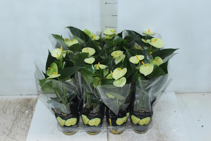 <h4>ANTHURIUM VANILLA P09 PREMIUM</h4>