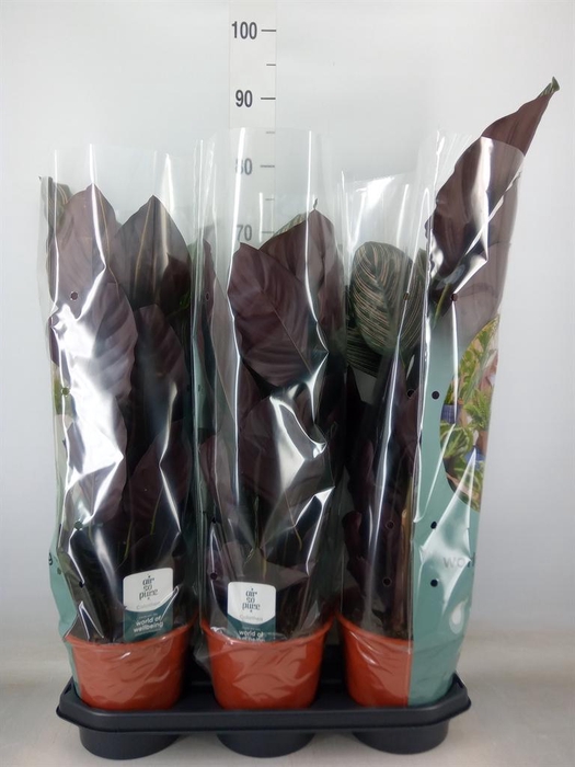 <h4>Calathea sanderiana</h4>