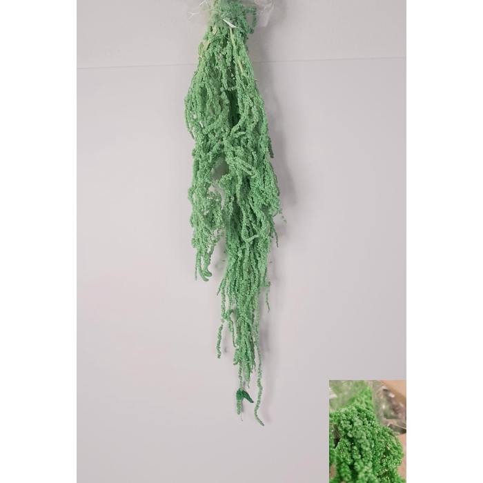 <h4>GESTABILISEERD AMARANTHUS (H) LICHTGROEN</h4>