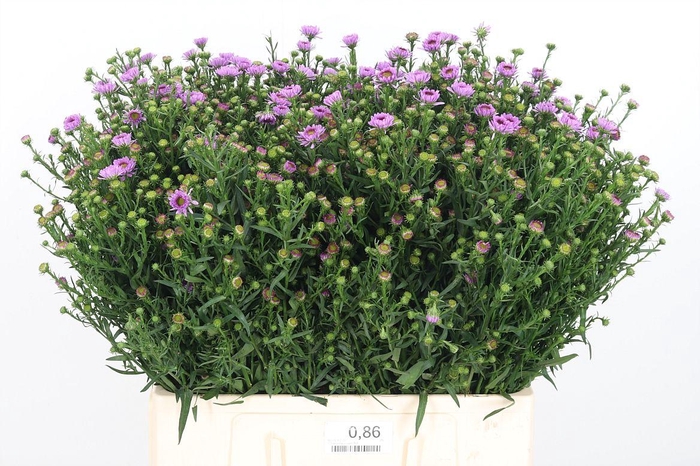 <h4>Aster Painted Lady</h4>
