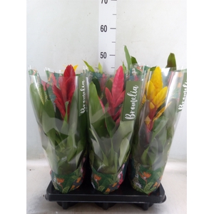 Bromelia   ...mix  6