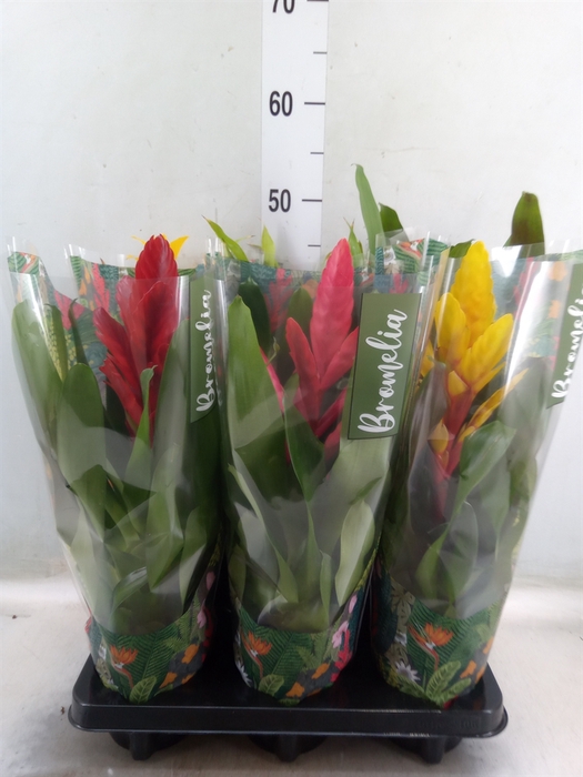 <h4>Bromelia   ...mix  6</h4>