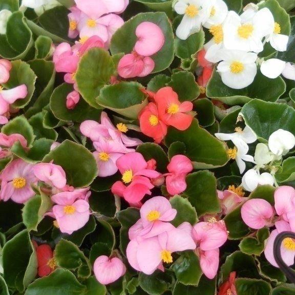 <h4>Perkplanten, diverse soorten, mix per kar</h4>