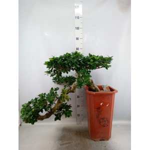 Ficus microcarpa 'Ginseng'