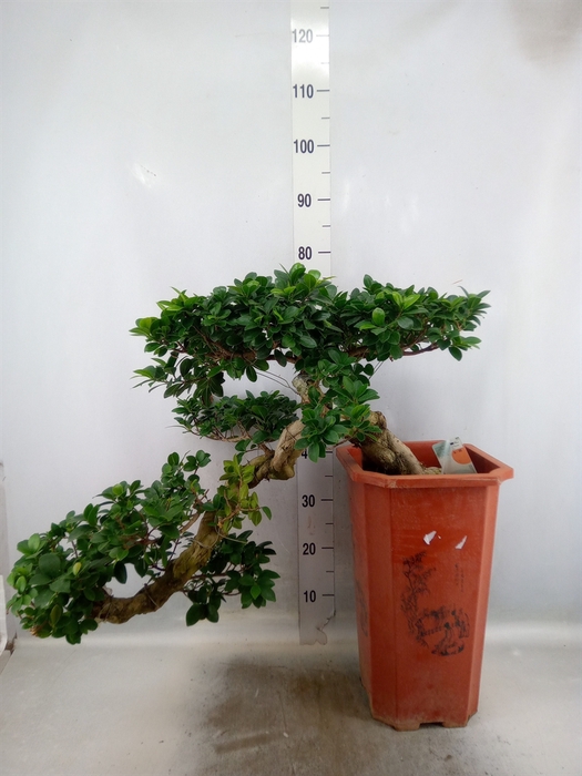 Ficus microcarpa 'Ginseng'