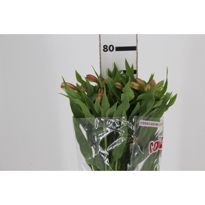 ALSTROEMERIA CANYON 080 CM