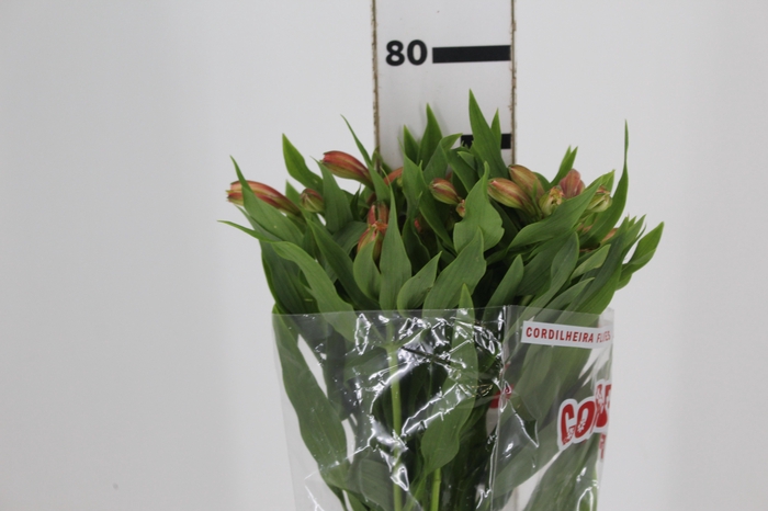 <h4>ALSTROEMERIA CANYON 080 CM</h4>