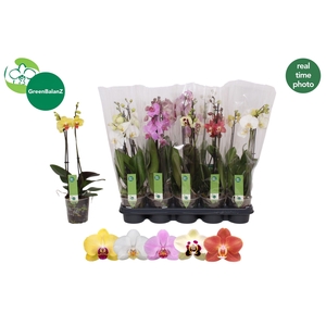 PHAL GEM