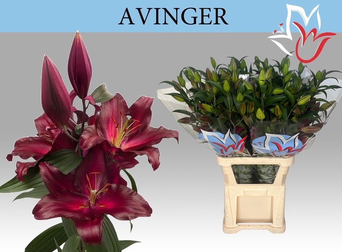 <h4>LI OR AVINGER</h4>