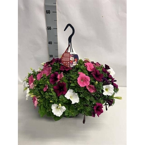 PETUNIA CARNAVAL HANGPOT P23