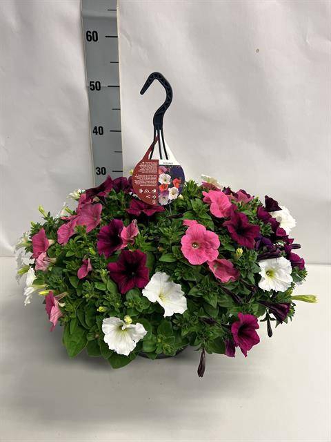 <h4>PETUNIA CARNAVAL HANGPOT P23</h4>