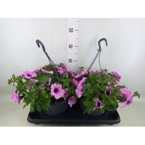 Petunia  'Surfinia'   ...mix