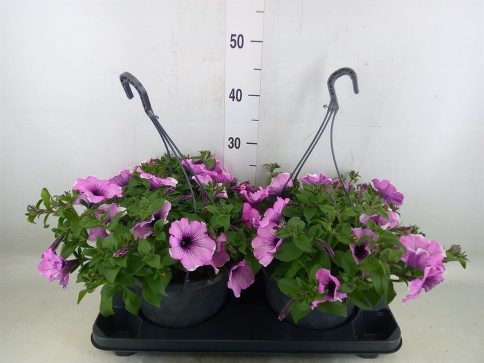 <h4>Petunia  'Surfinia'   ...mix</h4>