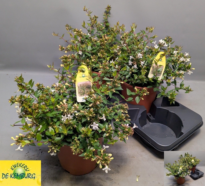 <h4>ABEL GRANDIFLORA</h4>