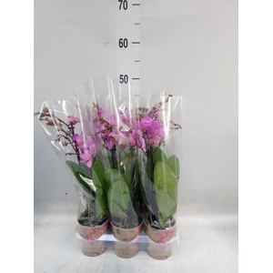 Phalaenopsis multi. 'Ant Stuttgart'