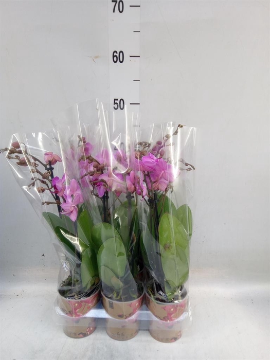 <h4>Phalaenopsis multi. 'Ant Stuttgart'</h4>