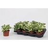 arr8 Pep Obt Variegata