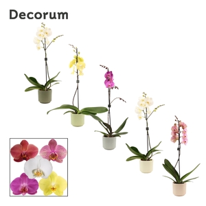 PHAL GEM