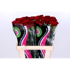 Dianthus St Berg