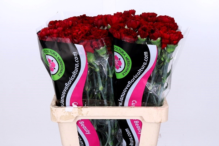 <h4>Dianthus St Berg</h4>