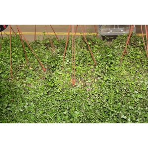 CALLISIA C21