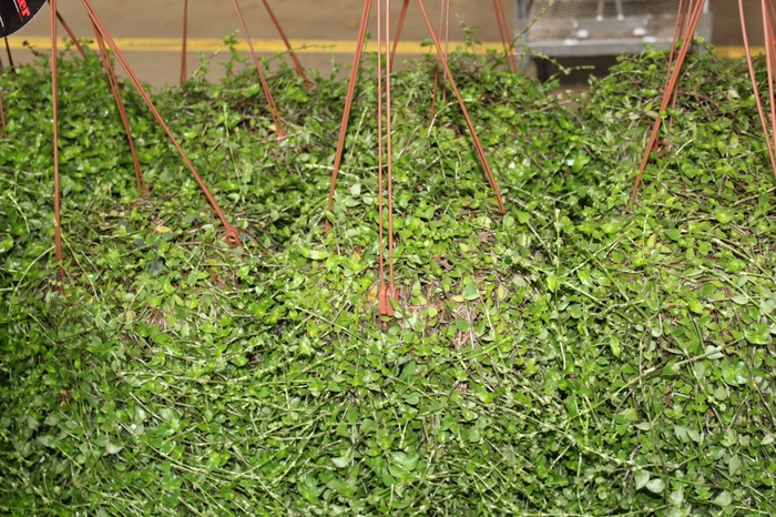 <h4>CALLISIA C21</h4>