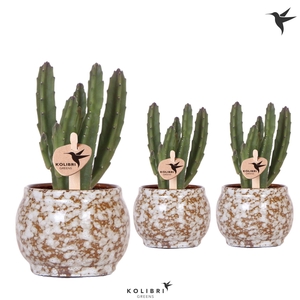 Kolibri Greens Stapelia Leendertziae in Safari pot