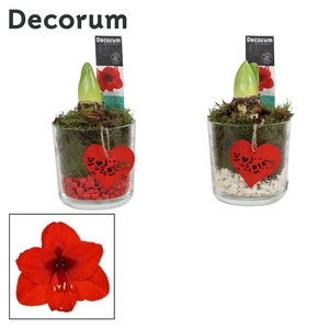 Hippeastrum Rood 2 Knop in Claudia Glas LOVE (Decorum)