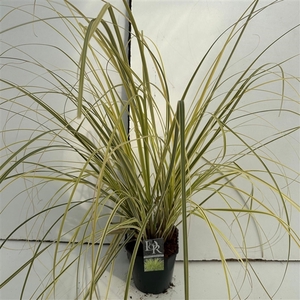 Graminées Cortaderia 'Splendid Star'