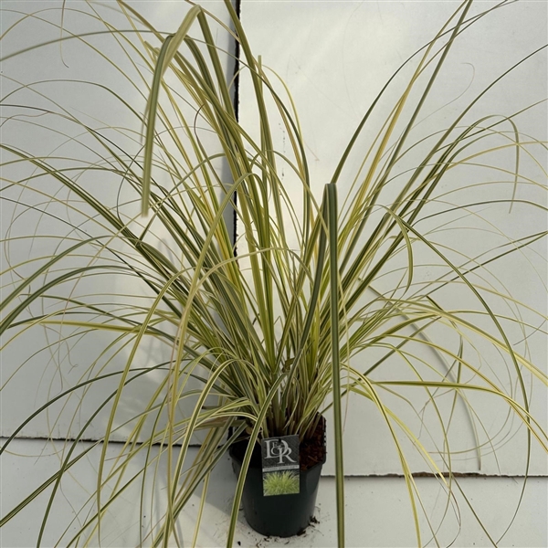 <h4>Cortaderia 'Splendid Star'</h4>