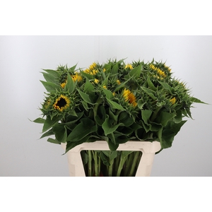 Helianthus Sunrich Orang