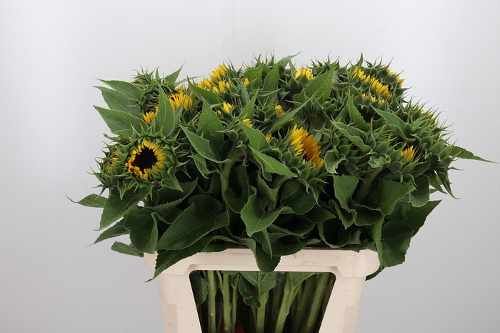 <h4>Helianthus Sunrich Orang</h4>
