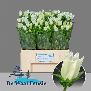 Camp. med. 'Champion White'