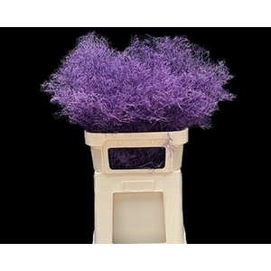 Limonium Beltlaard Klb Purple