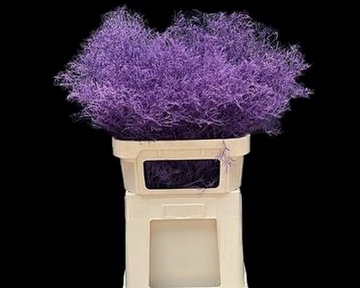 Limonium Beltlaard Klb Purple