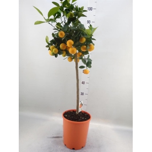 Citrus   ...