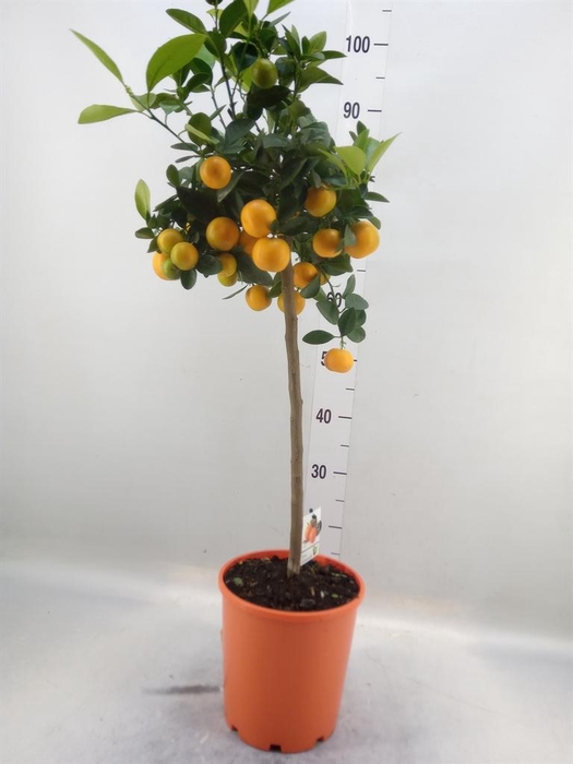 <h4>Citrus   ...</h4>