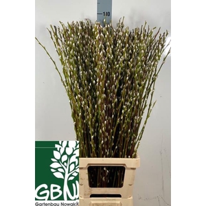 SALIX WILGENK