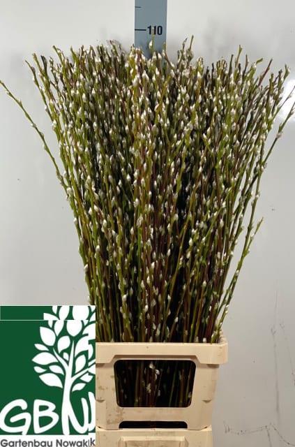 SALIX WILGENK
