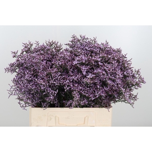 Limon Safora Lilac