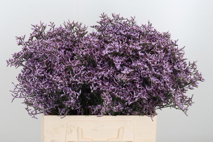 <h4>Limon Safora Lilac</h4>