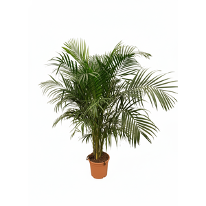 Areca catechu